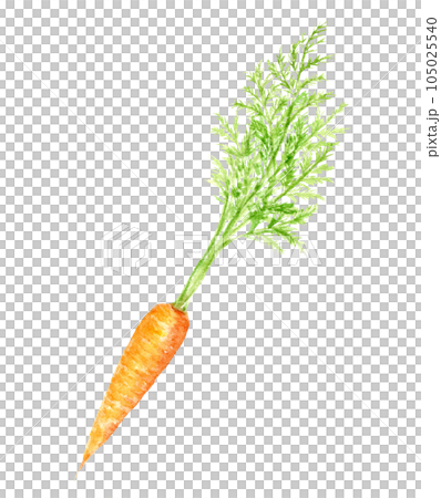 葉付きのにんじんの水彩イラスト　アナログ手描き　背景透過 105025540
