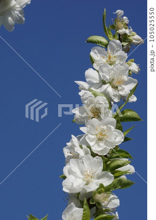 桃の花 桃の花 105025550
