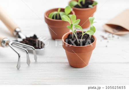 Gardening concept, planting at home 105025655