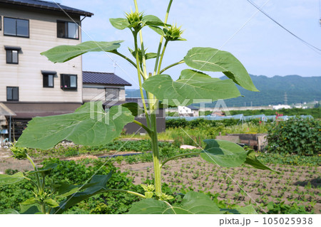 ひまわりの蕾05 105025938
