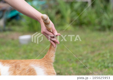 猫のしっぽを触る 茶トラ白 猫のしっぽを触る 茶トラ白 105025953