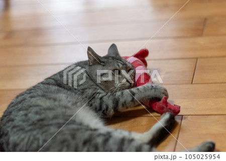 ぬいぐるみで遊ぶ猫 サバトラ猫 ぬいぐるみで遊ぶ猫 サバトラ猫 105025954