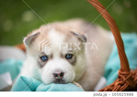 Cute Siberian husky puppy with blue eyes in basket 105025986
