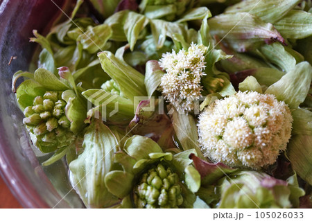 ふきのとう採り06 105026033