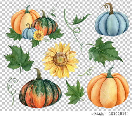 Watercolor set of pumpkins orange, blue and green colors with leaves and sunflower. Hand drawn illustration vegetable for the design of signage, agribusiness logo, banner with organic food, healthy 105026154