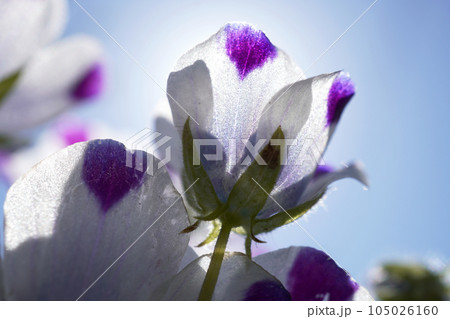 ネモフィラ（マキュラータ）05 105026160