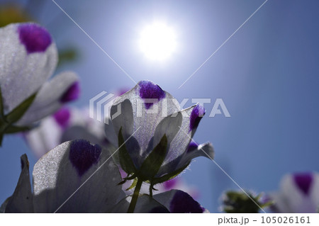 ネモフィラ(マキュラータ)06 ネモフィラ(マキュラータ)06 105026161