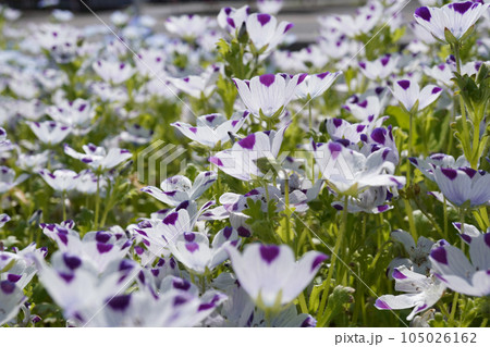 ネモフィラ（マキュラータ）07 105026162