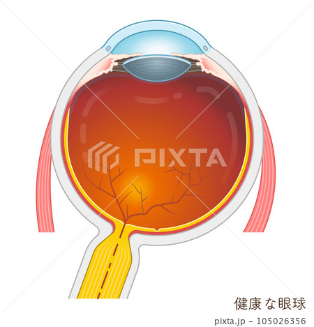 眼球のイラスト・eye・illustration 105026356