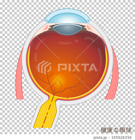 眼球のイラスト・eye・illustration 105026356