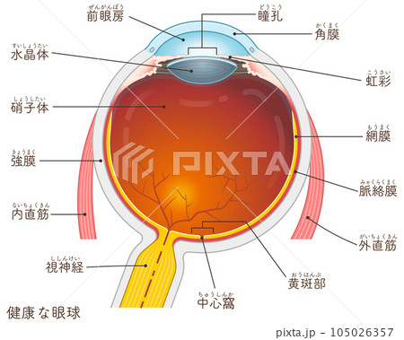 眼球のイラスト・eye・illustration 眼球のイラスト・eye・illustration 105026357