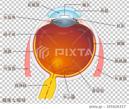 eye illustration eye illustration 105026357