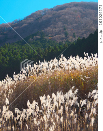 【神奈川県足柄下郡箱根町】 仙石原のススキ 自然風景(2023年11月) 【神奈川県足柄下郡箱根町】 仙石原のススキ 自然風景(2023年11月) 105026373