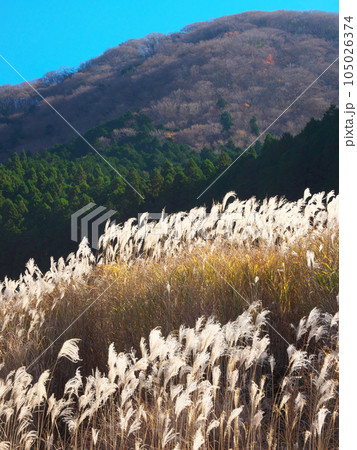 【神奈川県足柄下郡箱根町】　仙石原のススキ　自然風景（2023年11月） 105026374