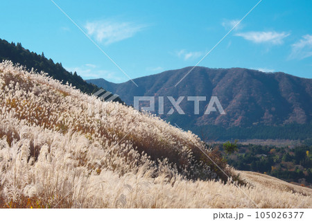 【神奈川県足柄下郡箱根町】　仙石原のススキ　自然風景（2023年11月） 105026377