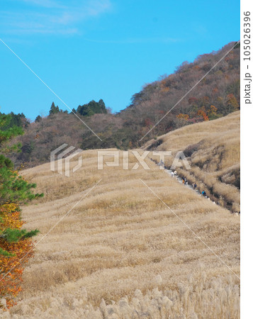 【神奈川県足柄下郡箱根町】 仙石原のススキ 自然風景(2023年11月) 【神奈川県足柄下郡箱根町】 仙石原のススキ 自然風景(2023年11月) 105026396
