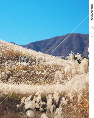 【神奈川県足柄下郡箱根町】　仙石原のススキ　自然風景（2023年11月） 105026406