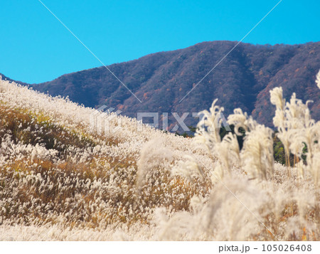 【神奈川県足柄下郡箱根町】 仙石原のススキ 自然風景(2023年11月) 【神奈川県足柄下郡箱根町】 仙石原のススキ 自然風景(2023年11月) 105026408