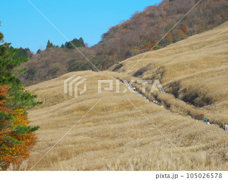 【神奈川県足柄下郡箱根町】 仙石原のススキ 自然風景(2023年11月) 【神奈川県足柄下郡箱根町】 仙石原のススキ 自然風景(2023年11月) 105026578