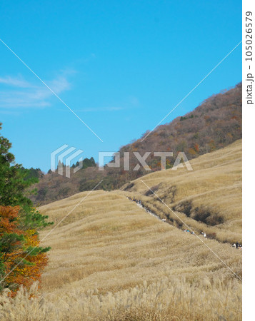 【神奈川県足柄下郡箱根町】 仙石原のススキ 自然風景(2023年11月) 【神奈川県足柄下郡箱根町】 仙石原のススキ 自然風景(2023年11月) 105026579