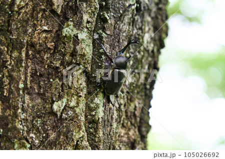 森にいるカブトムシ　昆虫採集　 105026692