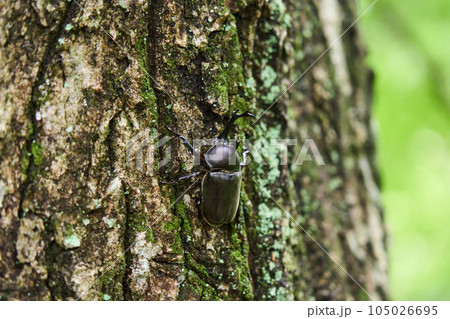 森にいるカブトムシ　昆虫採集　 105026695