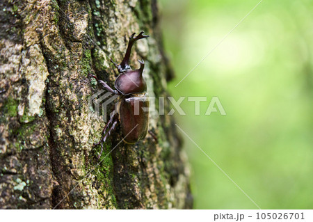 森にいるカブトムシ　昆虫採集　 105026701