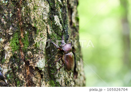 森にいるカブトムシ　昆虫採集　 105026704
