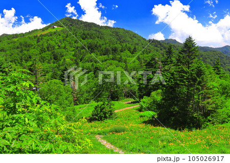 【長野県】東館山高山植物園と寺子屋山(志賀高原) 【長野県】東館山高山植物園と寺子屋山(志賀高原) 105026917
