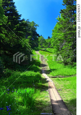 【長野県】快晴の東館山高山植物園(志賀高原) 【長野県】快晴の東館山高山植物園(志賀高原) 105026937