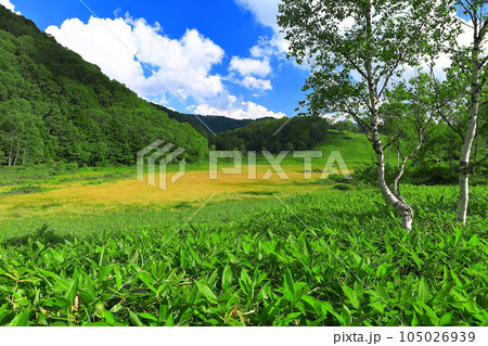 【長野県】晴天の志賀高原の万緑の田の原湿原 【長野県】晴天の志賀高原の万緑の田の原湿原 105026939