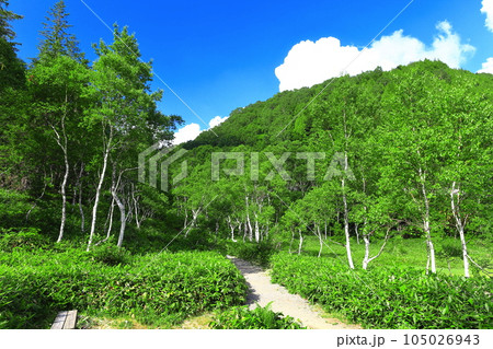 【長野県】晴天の志賀高原の万緑の田の原湿原 105026943