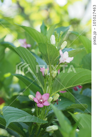ハコネウツギの花 ハコネウツギの花 105027463