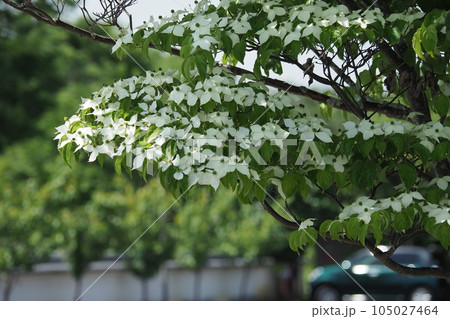 ヤマボウシの花 ヤマボウシの花 105027464