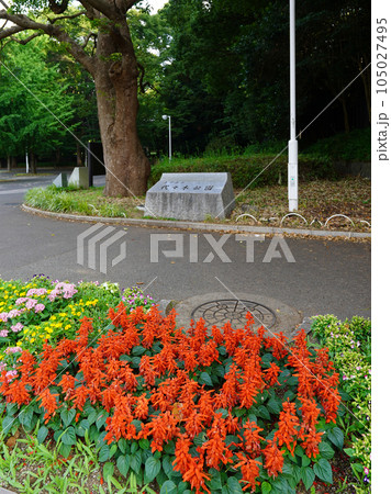 夏の朝、代々木公園原宿門の石銘板(東京都渋谷区) 夏の朝、代々木公園原宿門の石銘板(東京都渋谷区) 105027495