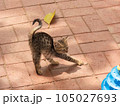 A playful kitten outside, engaged in play with a toy 105027693