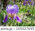 A purple iris flower in vibrant green garden 105027695