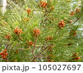 A close-up of pine tree with pine cones. 105027697