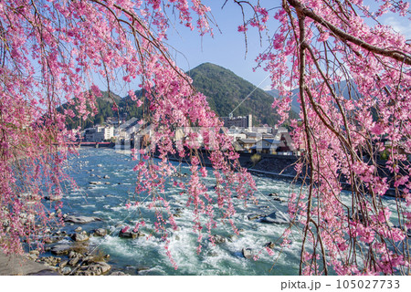 桜咲く下呂温泉街 桜咲く下呂温泉街 105027733