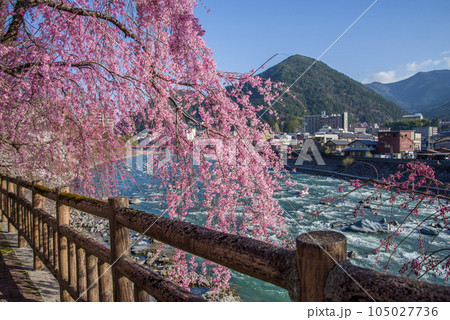 桜咲く下呂温泉街 105027736