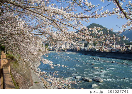 桜咲く下呂温泉街 桜咲く下呂温泉街 105027741