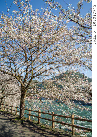 桜咲く下呂温泉街 105027745