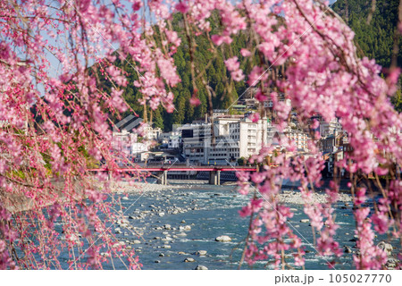 桜咲く下呂温泉街 桜咲く下呂温泉街 105027770