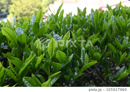 【徳島】神山町の茶畑とお茶の葉 【徳島】神山町の茶畑とお茶の葉 105027860