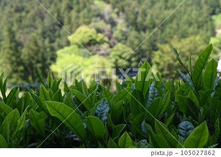 【徳島】神山町の茶畑とお茶の葉 【徳島】神山町の茶畑とお茶の葉 105027862