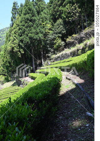 【徳島】神山町の茶畑とお茶の葉 【徳島】神山町の茶畑とお茶の葉 105027864