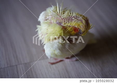 雛 ヒヨコ 若鳥 105028032