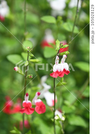 サルビア・ミクロフィラ ホットリップス サルビア・ミクロフィラ ホットリップス 105028129