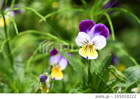 ビオラ ビオラ 105028222