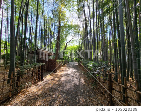 府中市妙光院の竹林 105028389